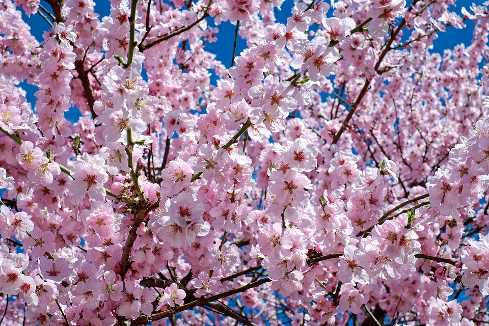 Photo of Cherry Blossoms