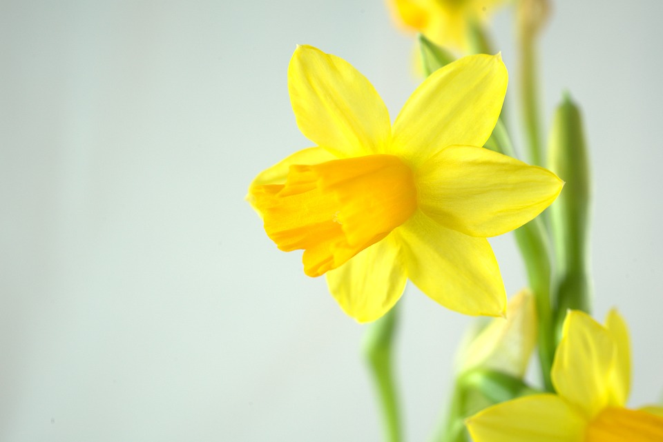 Photo of daffodils