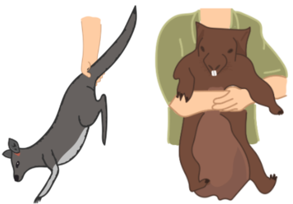 illustrations from the Canvas site demonstrating how to safely handle kangaroos and wombats