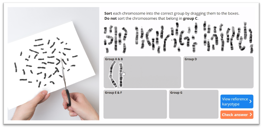 the online chromosome activity