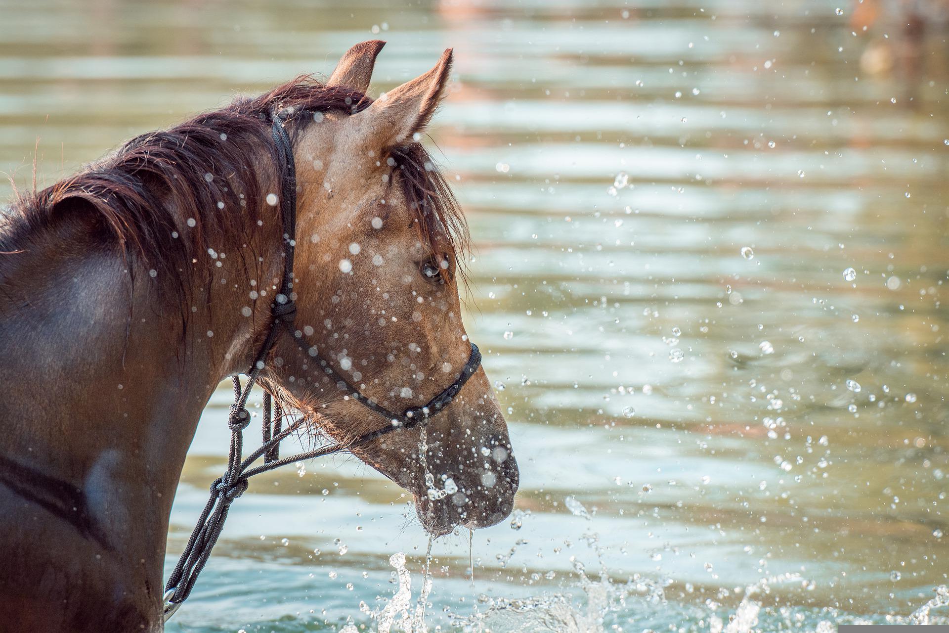 Leading horses to water a spectrum for mapping responsibilities LX at UTS