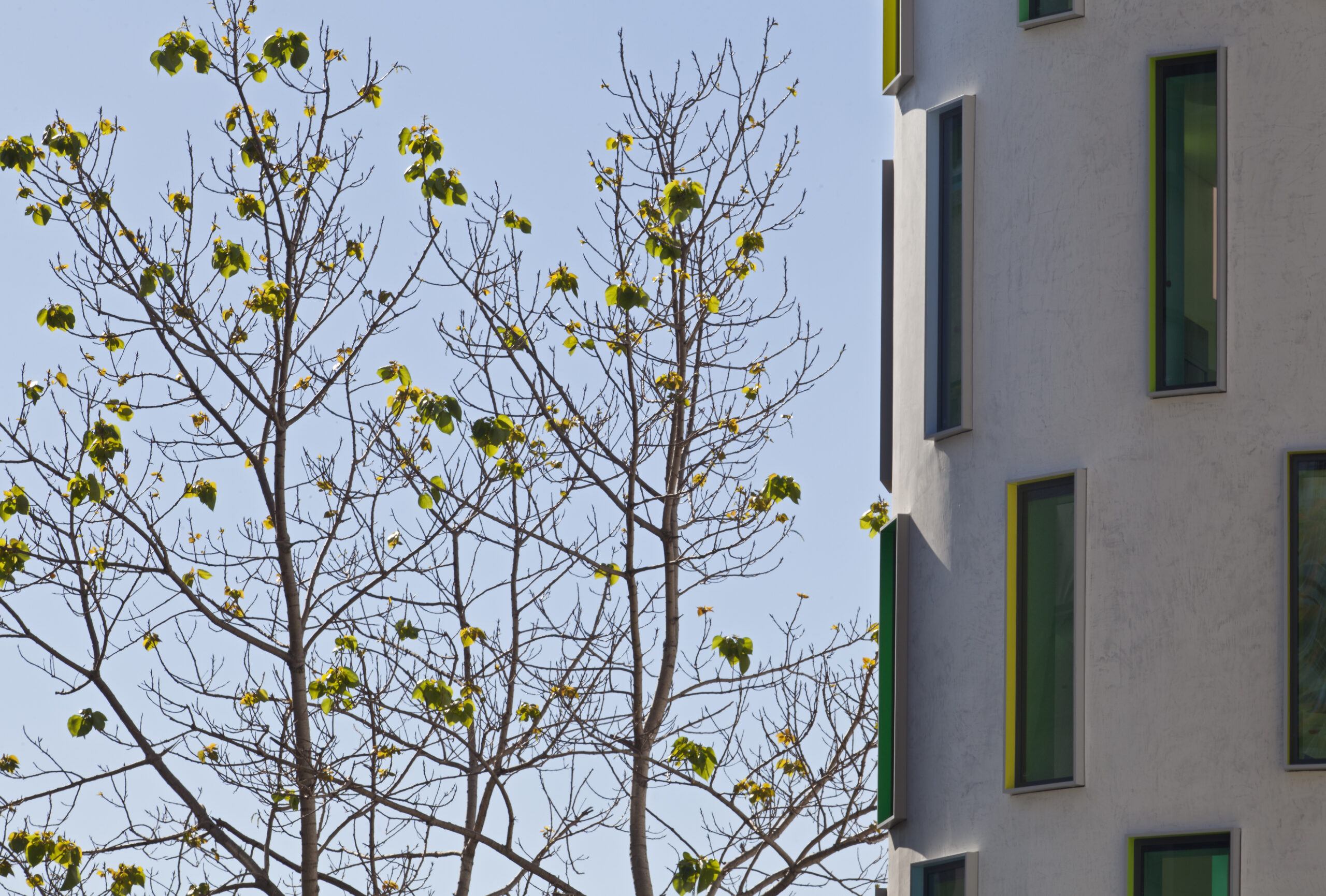 Building 7 at UTS and tree