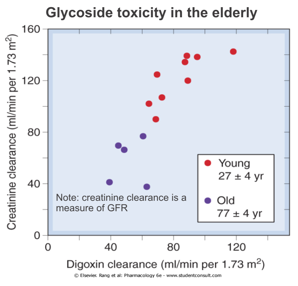 glycoside toxicity in elderly